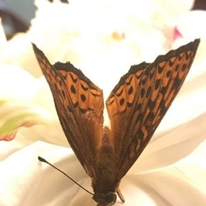 Meet your Posher, Ethnee